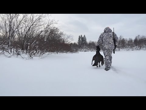 Видео: ОХОТА НА ЛУГОВЫХ ГЛУХАРЕЙ. ДАЛЬНИЙ ВЫСТРЕЛ ИЗ 22lr.