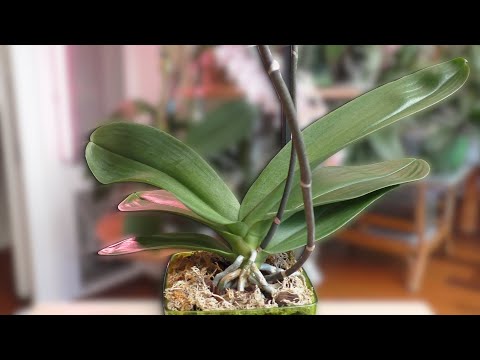 Видео: МОЩНАЯ детка орхидей! Орхидея МАМА НЕ ОТСТАЁТ от неё!