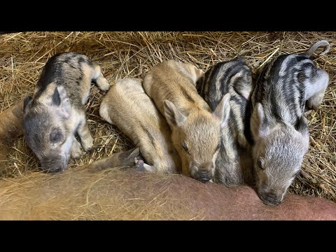 Видео: Опорос венгерской мангалицы! 2 свиноматки за один день ! Видеонаблюдение