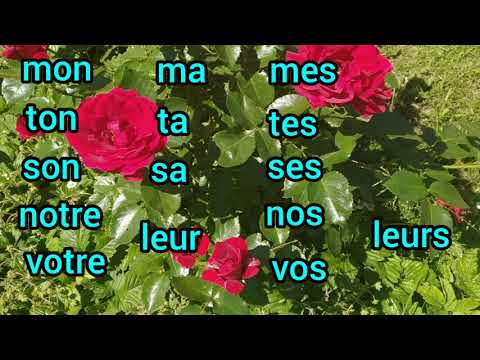 Видео: Притяжательные прилагательные и притяжательные местоимения во Французском языке.