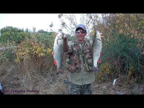 Видео: Крупный голавль на спиннинг на дешёвые китайские приманки