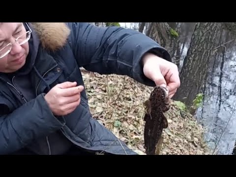 Видео: Налим на тюльку на малой реке в ноябре.