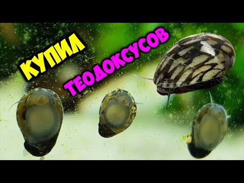 Видео: Теодоксусы на Райском острове !!!