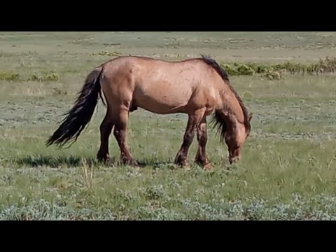 Видео: 21 жасар Жеңісқұла айғырдың биелері құлындап жатыр