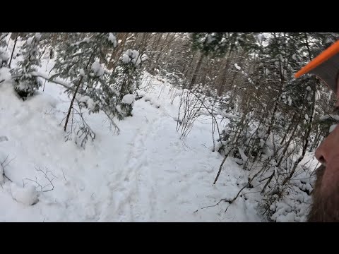 Видео: Отслеживание гигантского оленя из Нью-Гэмпшира
