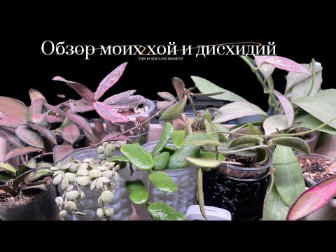 Видео: Обзор моих хой и дисхидий🌱