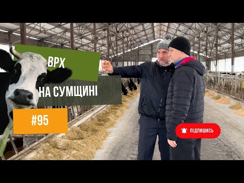 Видео: #95 Ще більше про корів 🐮та молоко 🥛