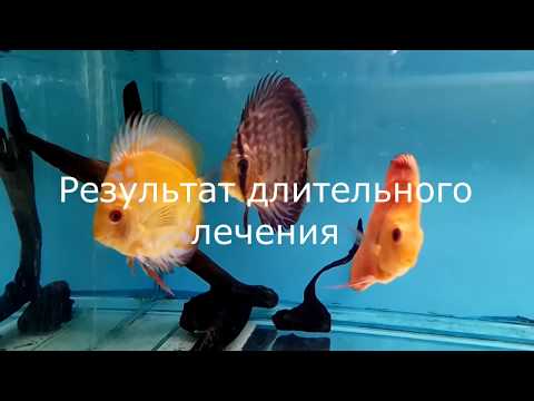 Видео: Гексамитоз 2