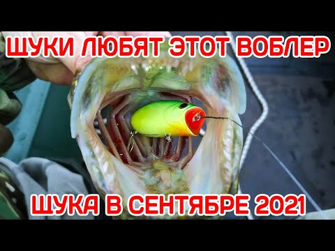 Видео: ЩУКИ любят ЭТОТ воблер. Рыбалка на щуку в сентябре 2021. Ловля щуки на воблеры