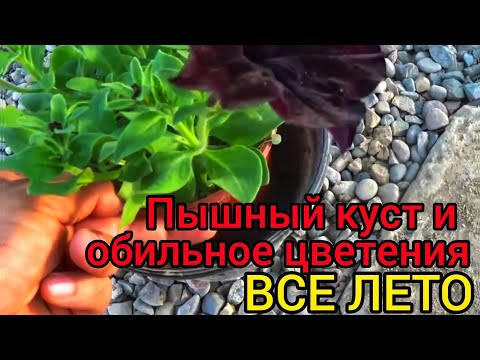 Видео: Ампельная Петуния будет самой ПЫШНОЙ и ЦВЕСТИ все лето. ЗОЛОТЫЕ ПРАВИЛА О КОТОРЫХ НЕ ГОВОРЯТ. 🔒🔑🔓