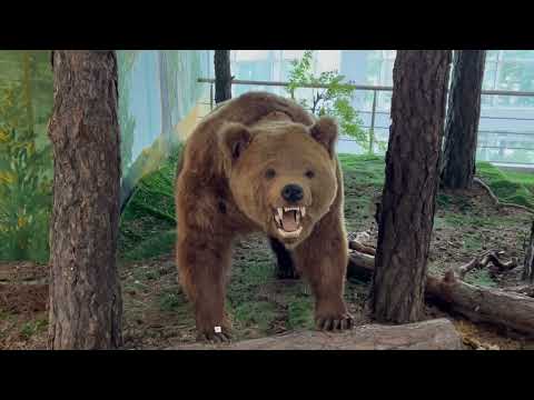 Видео: Бурабай 2025. Музей в Боровом Редкие минералы. Чучела диких животных