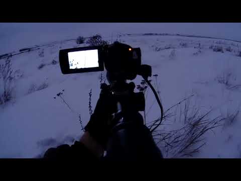 Видео: Хитрый план ЛИСОВИНА! против 223Rem.Охота на лису с манком!Спасение раненого зайца.