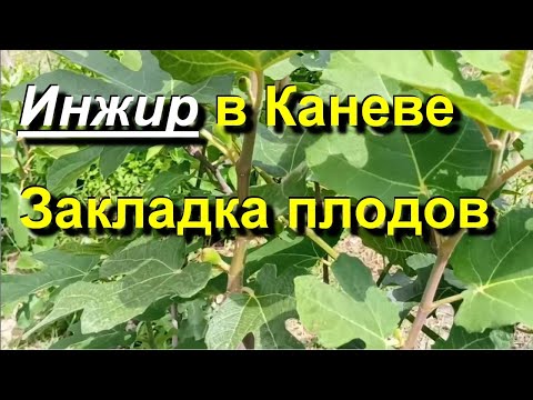 Видео: Инжир в Каневе. Закладка урожая. Результаты прищипки. 2025 07 01