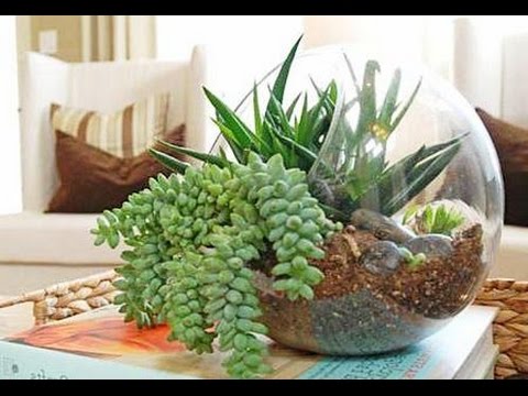 Видео: Что такое ФЛОРАРИУМ? Какие растения подойдут для флорариума