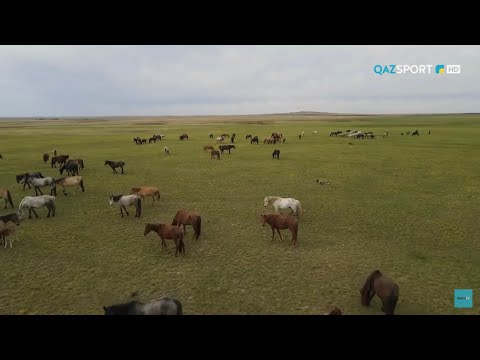 Видео: «СӘЙГҮЛІК СЫНЫ». Жылқы көші