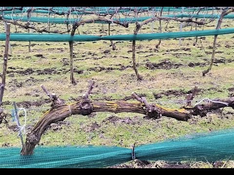 Видео: Резитба кордон