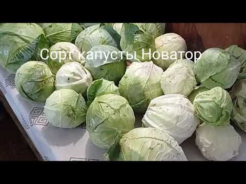 Видео: Капусту убрала,отличный результат! Пересадила хосты...