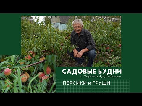 Видео: Садовые Будни с Сергеем Чудопаловым. Персик и груша