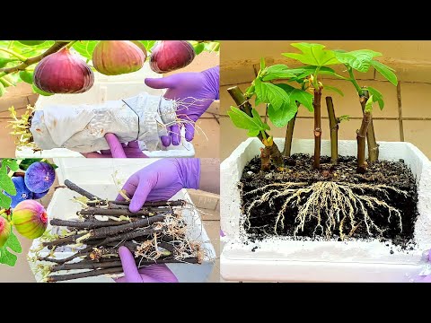 Видео: Выращивание черенков инжира четырьмя основными способами