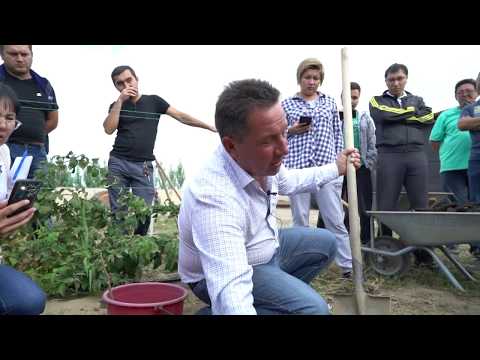 Видео: Как посадить малину. Малина в Алматы.