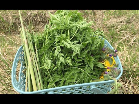 Видео: ДИКОРОСЫ в мае. Купырь лесной. Зеленые рулетики. Одуванчики в кляре.