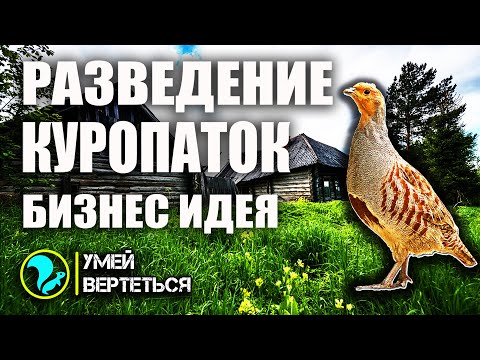 Видео: Разведение куропаток. Бизнес идея