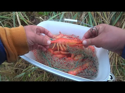 Видео: Наловил ловушками полное ведро креветки 🦐