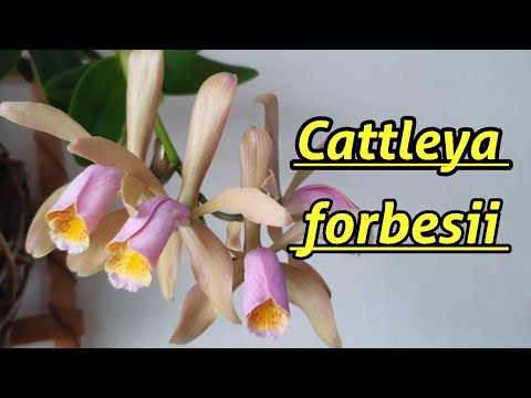 Видео: Cattleya forbesii описание и уход.