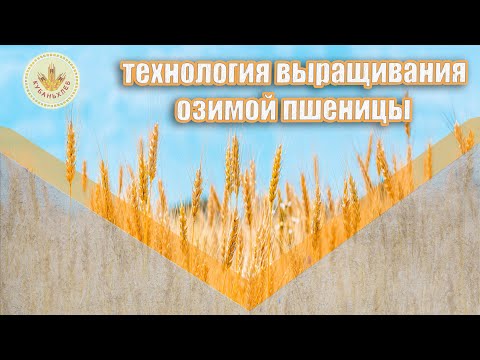 Видео: Технология выращивания озимой пшеницы | АПК "КУБАНЬХЛЕБ"