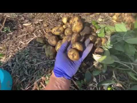 Видео: Урожай картофеля : непаханое поле/ приподнятая гряда/ высокая гряда/ целина. Архив 17 августа 2021