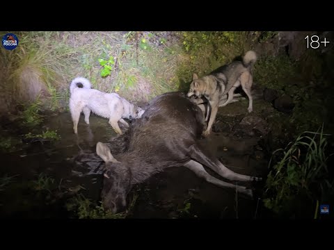 Видео: ДОБЫЛ МЯСА на ГОД! Подъёмы: ЛОСЬ, МЕДВЕДЬ, КАБАН за одну охоту!