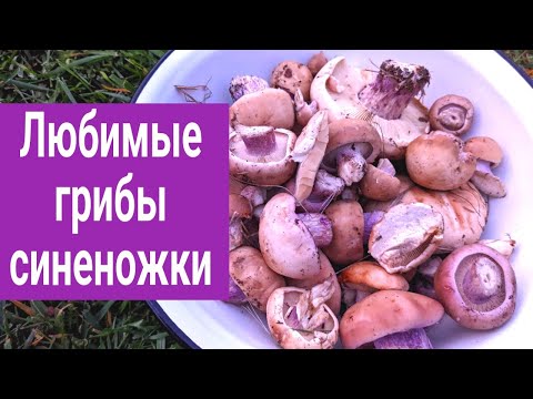 Видео: Осенние грибы. Какие грибы искать в октябре