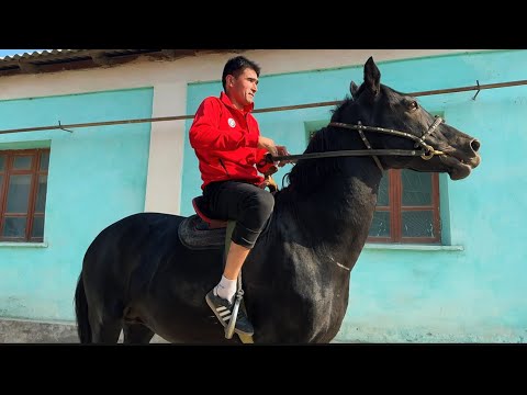 Видео: Аспи бузи гарантия 23 октября 2025 г.