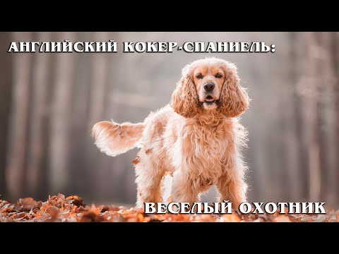 Видео: Английский кокер-спаниель: Настоящий охотник и весёлый друг | Интересные факты про породы собак