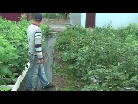 Видео: Батькив сад    Выращивание маточного корня малины в пенопластовых ящиках  ч 3