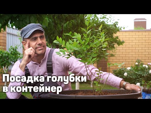 Видео: Как посадить голубику в контейнер?