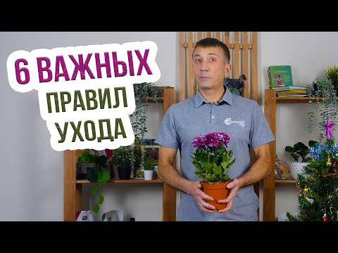 Видео: Хризантемы комнатные - уход зимой с Евгением Силягиным. Как ухаживать за комнатной хризантемой?