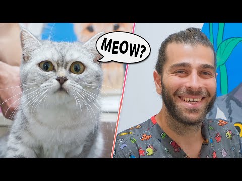 Видео: Очаровательная мама-кошка! (Мягкий и пухлый!)