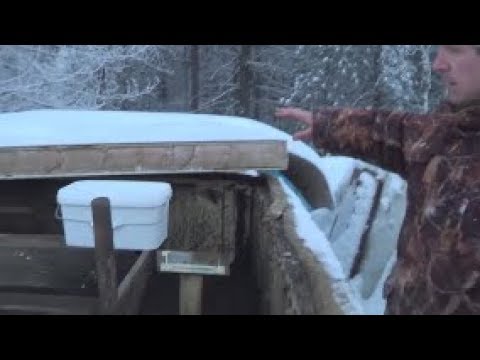 Видео: АТ174 черви Дендробена+Старатель- ВМЕСТЕ сила. Совместная популяция