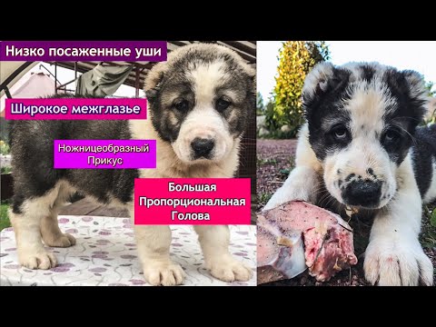Видео: Как правильно выбрать ЩЕНКА АЛАБАЯ || Как различить слабых/больных от будущих ГИГАНТОВ