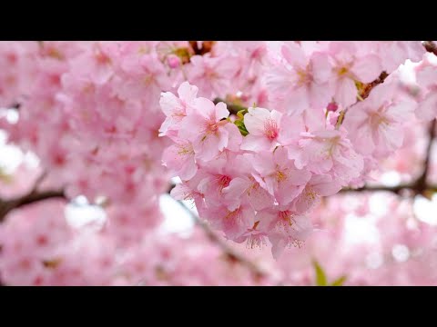 Видео: Образ женщины. "Жены-Мироносицы"