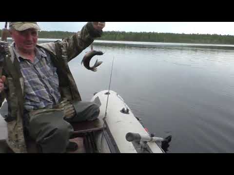 Видео: Рыбалка на спиннинг на ламбушке!