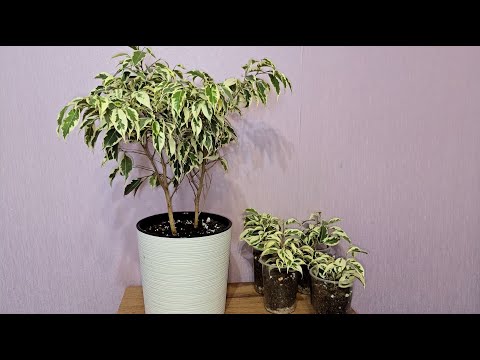 Видео: ВАШ ФИКУС БЕНДЖАМИНА БУДЕТ САМЫМ ЛУЧШИМ! Уход, размножение, пересадка и кормление фикуса