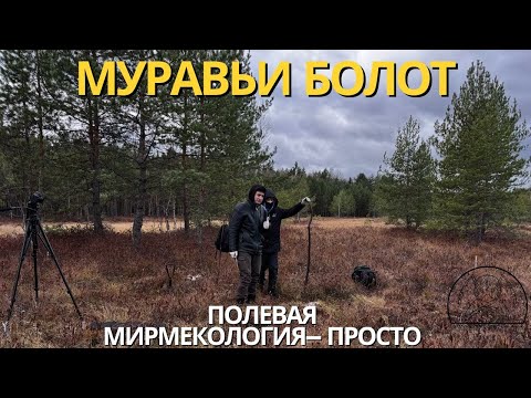 Видео: Болотные муравьи? | Полевая Мирмекология— Просто #3