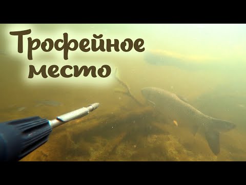 Видео: ПОДВОДНАЯ ОХОТА НА КАРПА И БЕЛОГО АМУРА!!!