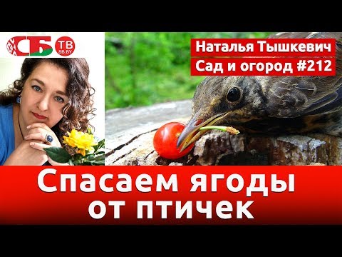 Видео: Как уберечь урожай ягод от птиц | видео 4K UHD