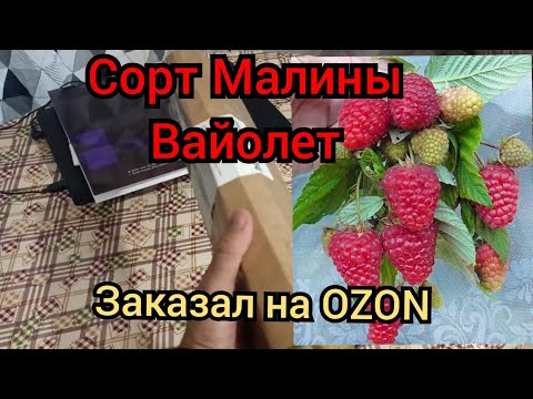 Видео: Заказал Саженцы Малины на озоне. Сорт малины Вайолет. малина ремонтантная