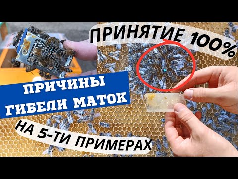 Видео: Принятие маток 100% на пяти примерах. Почему гибнут матки?