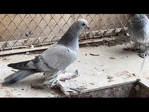 Видео: Худжанд в гостях у голубевода аки Анварчён 🇹🇯🕊