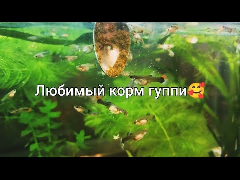 Видео: Как сделать корм для гуппи самостоятельно и экономно! Полезный корм для аквариумных рыбок.